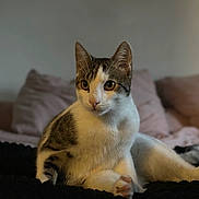 Marley a rejoint le concours — aidez-le/la à gagner de superbes lots ! abyssinian, animal, blanket, cat, couch, cushion, furniture, homedecor, indoors, kitten, manx, pet, siamese