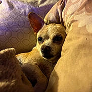 Janae Higgins is registered to the contest to win money with this photo: dog, chihuahua, blanket, pillow, bed, cozy, cute, pet, animal, sleepy, fur, small_dog, indoors, resting, brown, tan, snuggled, companion, relaxed, portrait