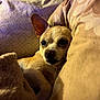 animal, bed, blanket, brown, chihuahua, companion, cozy, cute, dog, fur, indoors, pet, pillow, portrait, relaxed, resting, sleepy, small_dog, snuggled, tan
