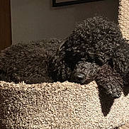 Harley D is registered to the contest to win money with this photo: dog, poodle, black_dog, sleeping, resting, pet, indoor, carpeted_cat_tree, furniture, cozy, curly_fur, animal, mammal, domestic_animal, relaxation, shadow, soft_texture, home, quiet, peaceful