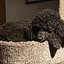 animal, black_dog, carpeted_cat_tree, cozy, curly_fur, dog, domestic_animal, furniture, home, indoor, mammal, peaceful, pet, poodle, quiet, relaxation, resting, shadow, sleeping, soft_texture