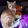 animal, blanket, cat, cozy, cute, domestic_animal, fur, indoor, leather_couch, orange_cat, pet, purple_blanket, relaxed, resting, sitting, soft_toy, stuffed_toy, teddy_bear, whiskers, white_paws