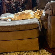 Clipso joined the competition — help win amazing prizes! carpet, cat, couch, cozy, decor, fluffy_cat, furniture, home, indoor, living_room, lying_down, orange_cat, ottoman, pet, plants, relaxed, resting, white_cat, window, wood