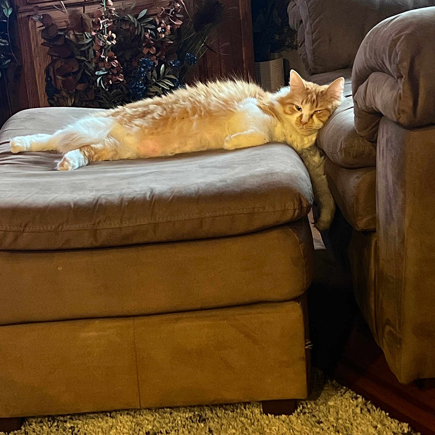 Clipso joined the competition — help win amazing prizes! carpet, cat, couch, cozy, decor, fluffy_cat, furniture, home, indoor, living_room, lying_down, orange_cat, ottoman, pet, plants, relaxed, resting, white_cat, window, wood