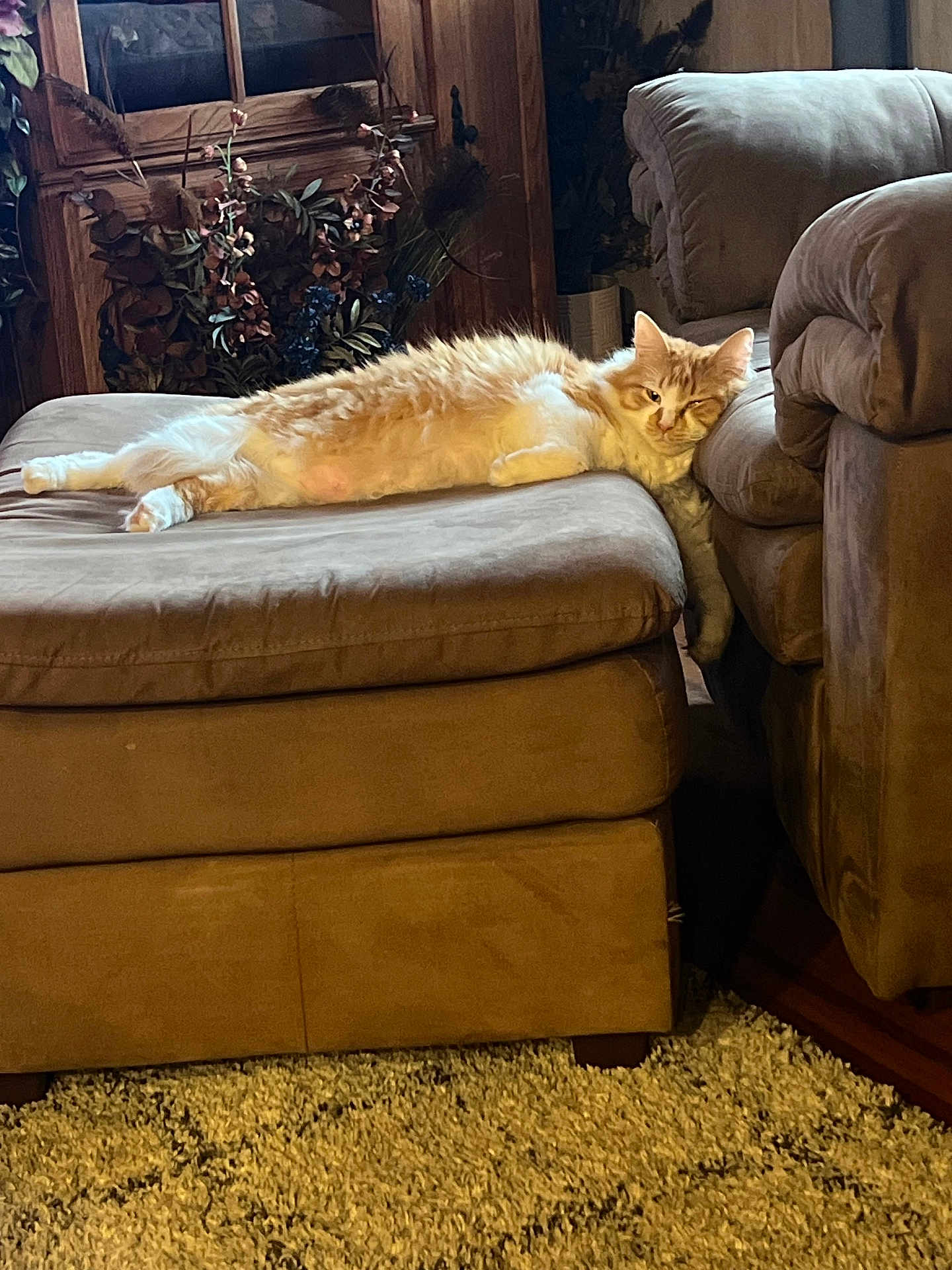 Clipso joined the competition — help win amazing prizes! carpet, cat, couch, cozy, decor, fluffy_cat, furniture, home, indoor, living_room, lying_down, orange_cat, ottoman, pet, plants, relaxed, resting, white_cat, window, wood