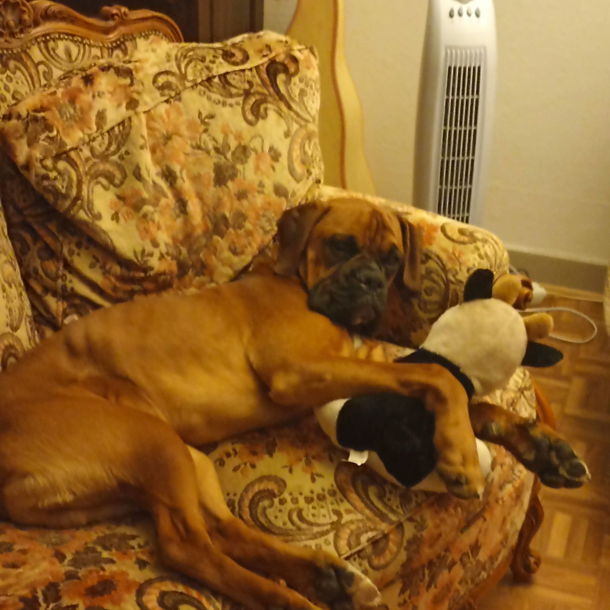 Snatch participe au concours pour gagner de l'argent avec cette photo : canidae, carnivore, chair, comfort, companion_dog, couch, dog, dog_breed, fawn, floor, flooring, guard_dog, hardwood, nap, room, snout, sporting_group, tail, wood, working_animal