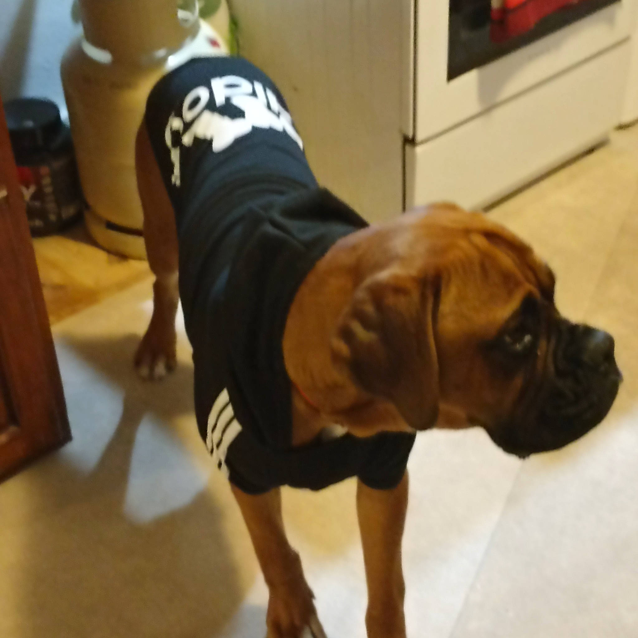 Snatch participe au concours pour gagner de l'argent avec cette photo : carnivore, chair, collar, companion_dog, dog, dog_breed, dog_collar, fawn, floor, flooring, hardwood, knee, sleeve, snout, sporting_group, tail, window, wood, working_animal, wrinkle