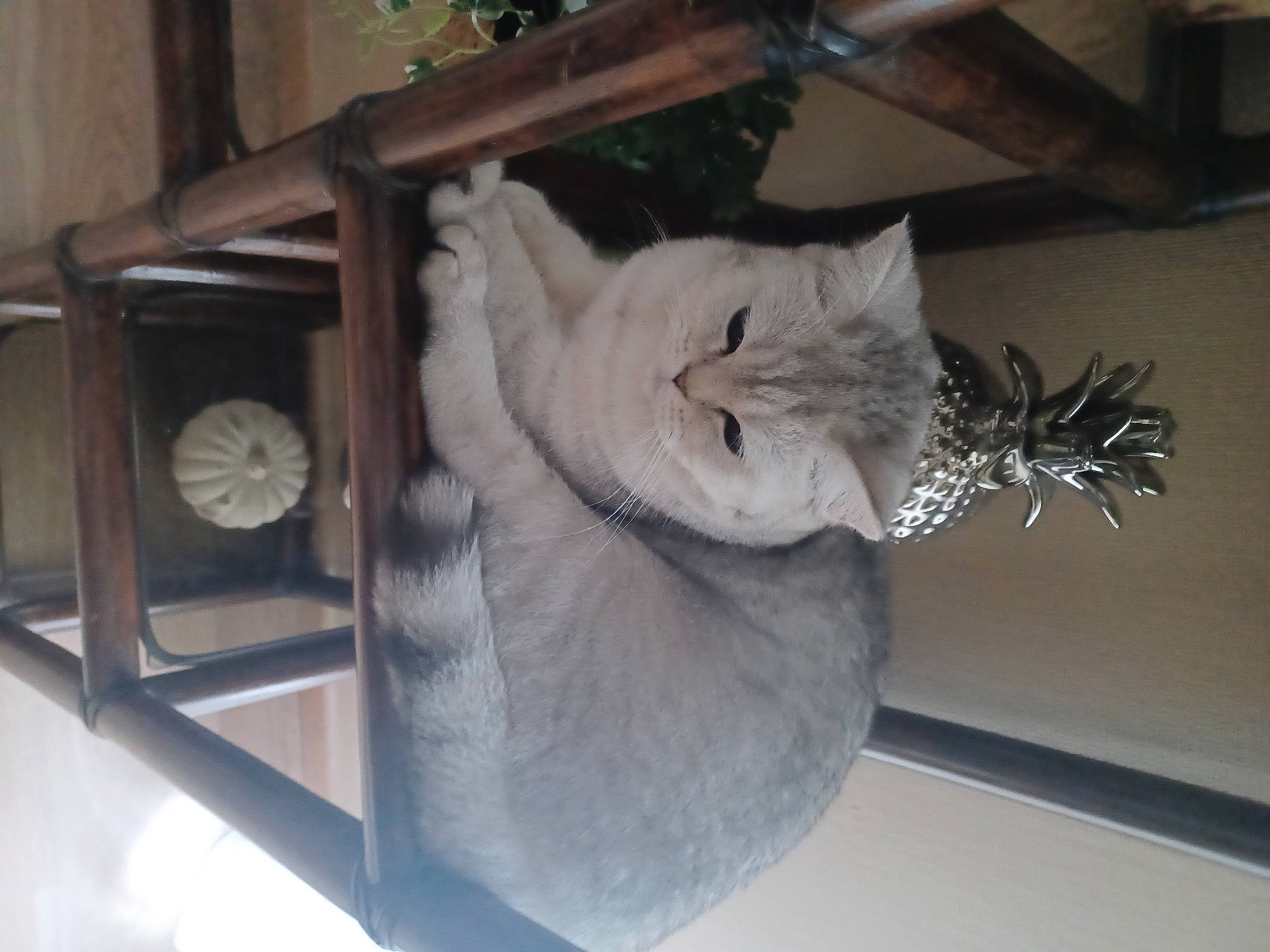 Teddy participe au concours pour gagner de l'argent avec cette photo : carnivore, cat, ceiling, chair, clock, comfort, domestic_short_haired_cat, felidae, fur, grey, hardwood, house, paw, room, shelf, small_to_medium_sized_cats, tail, whiskers, window, wood
