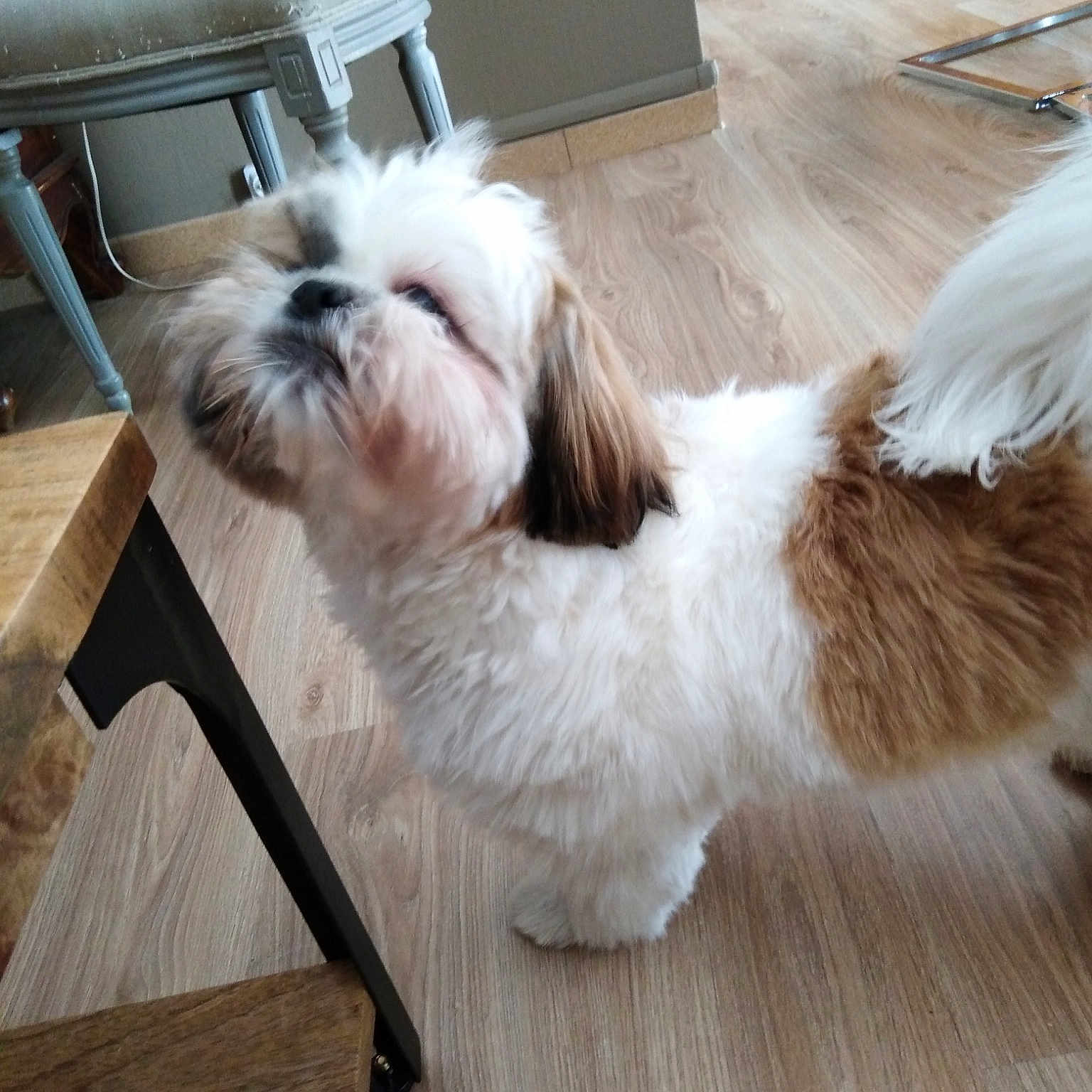 Oscar a rejoint le concours — aidez-le/la à gagner de superbes lots ! canidae, carnivore, chinese_imperial_dog, companion_dog, dog, dog_breed, kyi_leo, lhasa_apso, liver, lowchen, maltepoo, mammal, non_sporting_group, petit_basset_griffon_vendeen, puppy, rare_breed_dog, shih_tzu, tibetan_terrier, toy_dog, vertebrate