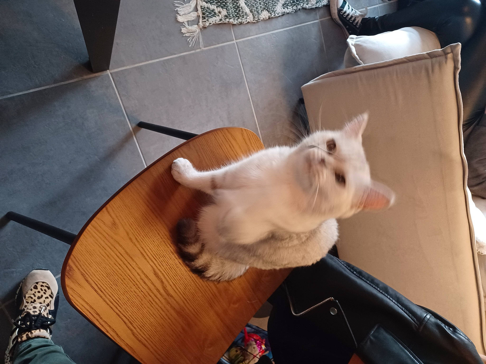 Gustave a rejoint le concours — aidez-le/la à gagner de superbes lots ! cat, cockatoo, comfort, companion_dog, dog_breed, domestic_short_haired_cat, fawn, felidae, flooring, fur, hardwood, paw, puppy, small_to_medium_sized_cats, snout, tail, thai, tonkinese, whiskers, wood