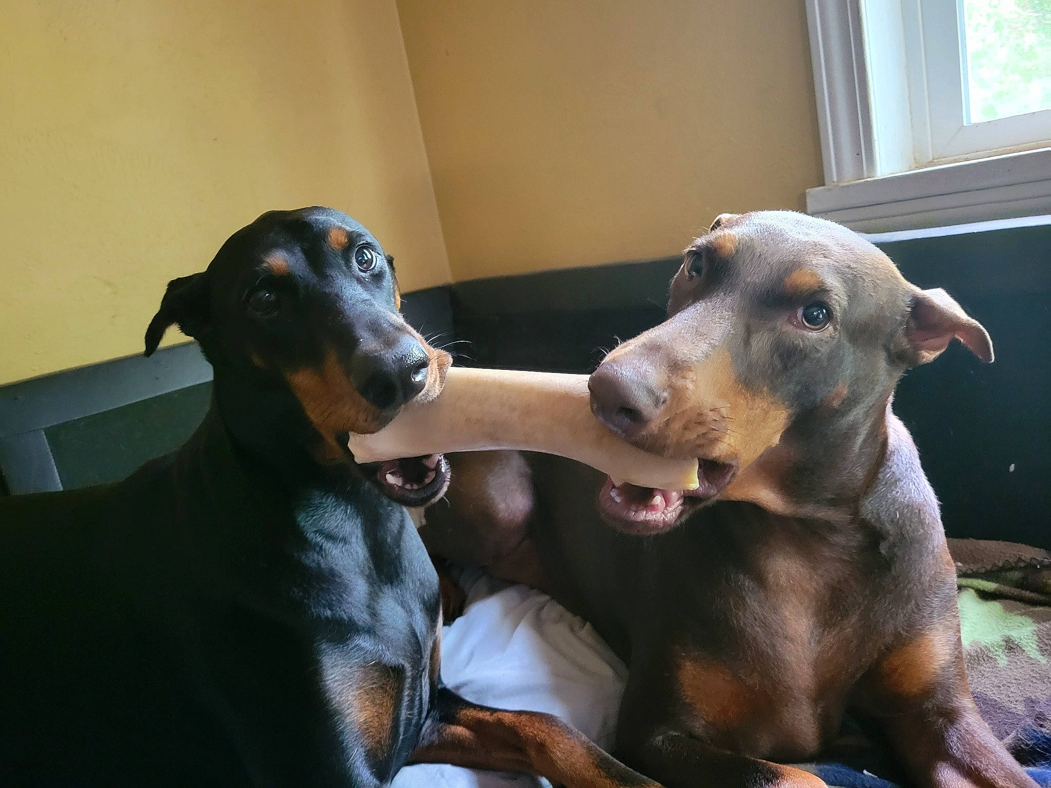 Ava And Echo is registered to the contest to win money with this photo: canidae, carnivore, comfort, companion_dog, dog, dog_breed, ear, fawn, guard_dog, hunting_dog, metal, snout, sporting_group, terrestrial_animal, whiskers, window, working_animal, working_dog