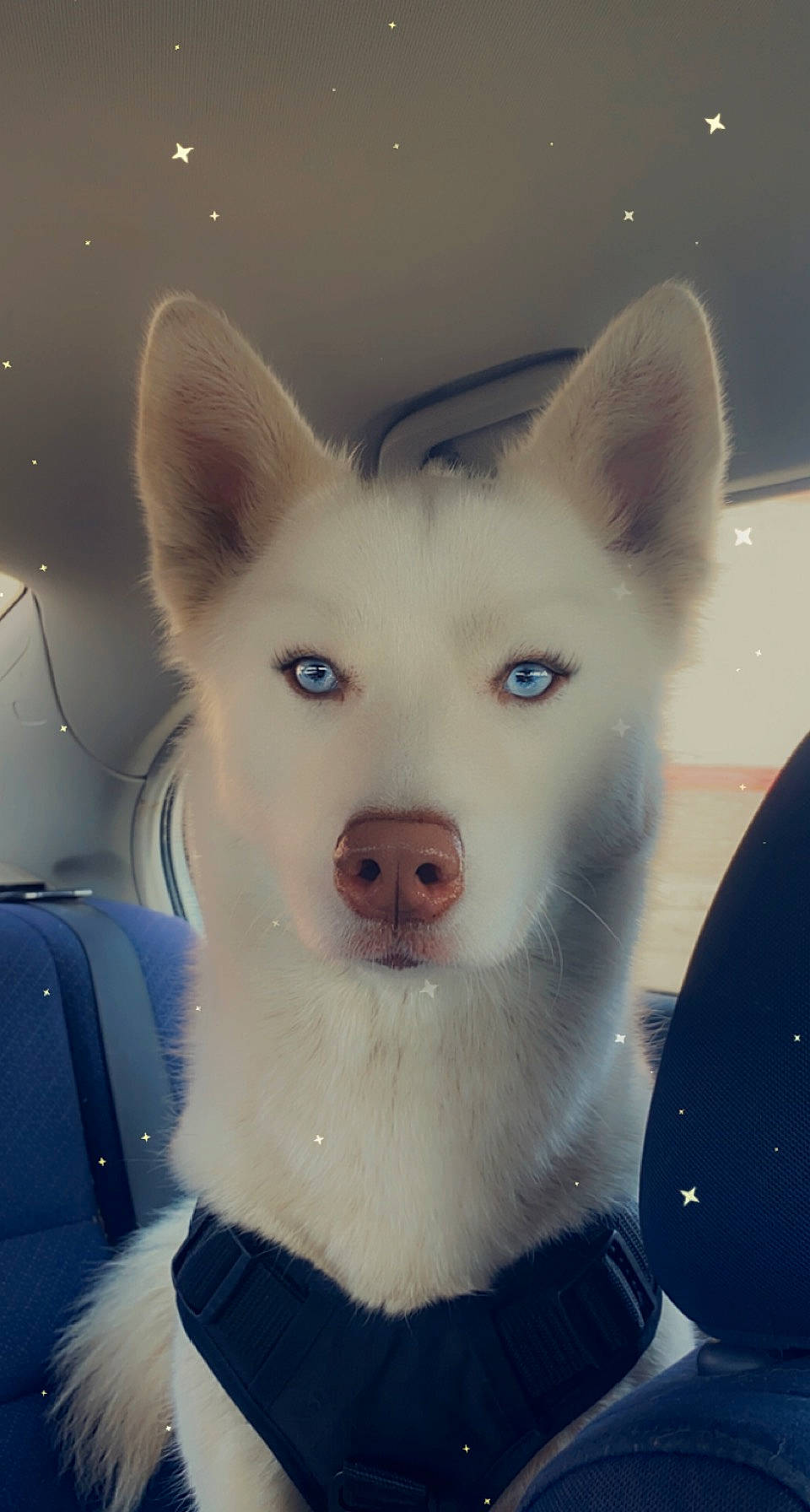 Ivory joined the competition — help win amazing prizes! ancient_dog_breeds, canidae, canis, carnivore, companion_dog, dog, dog_breed, ear, electric_blue, fawn, fur, jaw, non_sporting_group, samoyed, snout, sporting_group, terrestrial_animal, whiskers, windshield, working_animal