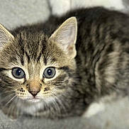 Cricket is registered to the contest to win money with this photo: kitten, tabby, cat, close_up, fur, whiskers, eyes, pet, animal, cute, domestic, gray_background, soft, young, mammal, feline, portrait, looking, lying_down, indoor