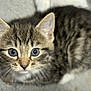 kitten, tabby, cat, close_up, fur, whiskers, eyes, pet, animal, cute, domestic, gray_background, soft, young, mammal, feline, portrait, looking, lying_down, indoor