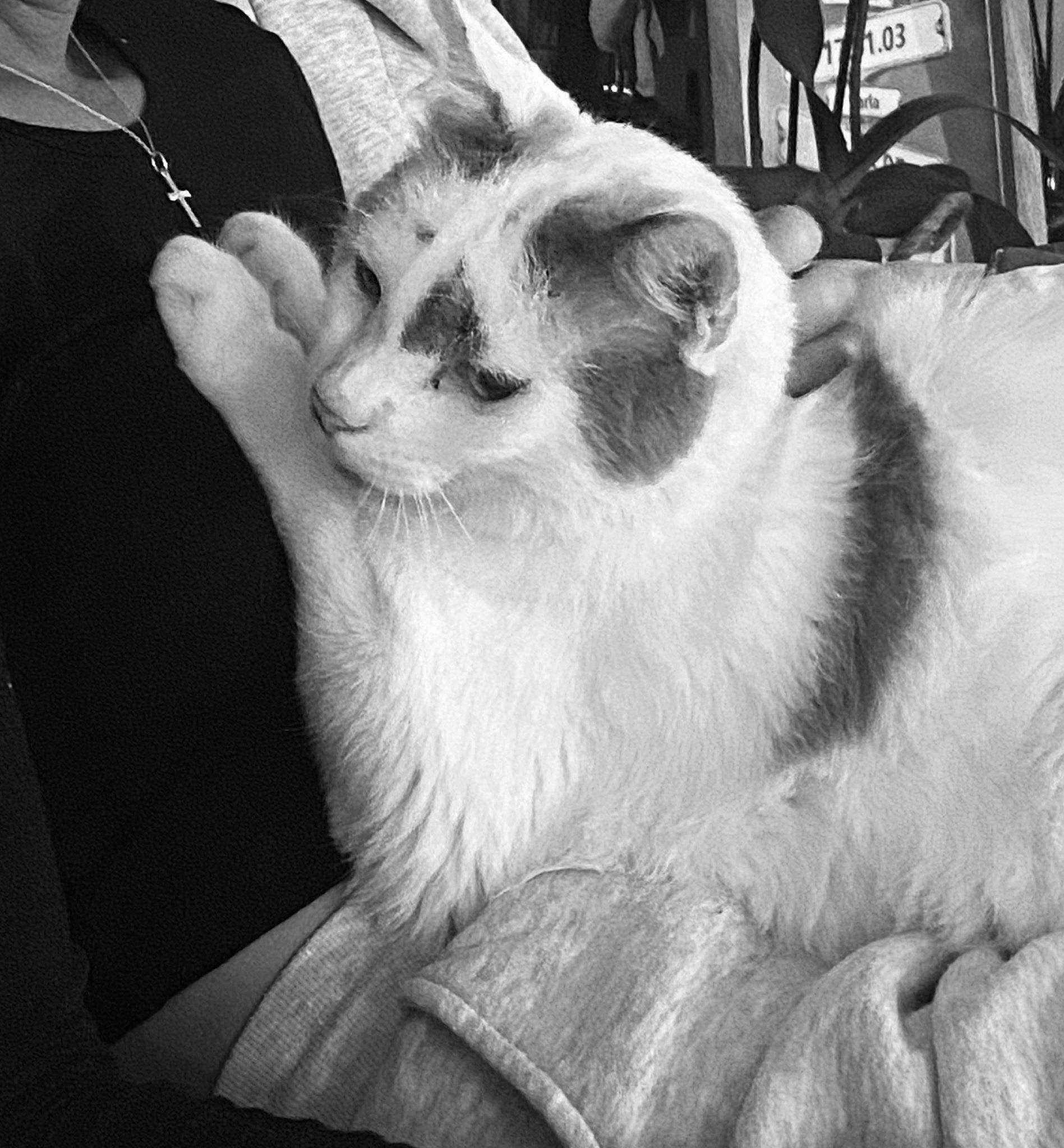 Mango a rejoint le concours — aidez-le/la à gagner de superbes lots ! black, black_and_white, cat, companion_dog, dog_breed, domestic_short_haired_cat, ear, event, fawn, felidae, fur, gesture, monochrome, monochrome_photography, rabbit, small_to_medium_sized_cats, snout, style, whiskers, white