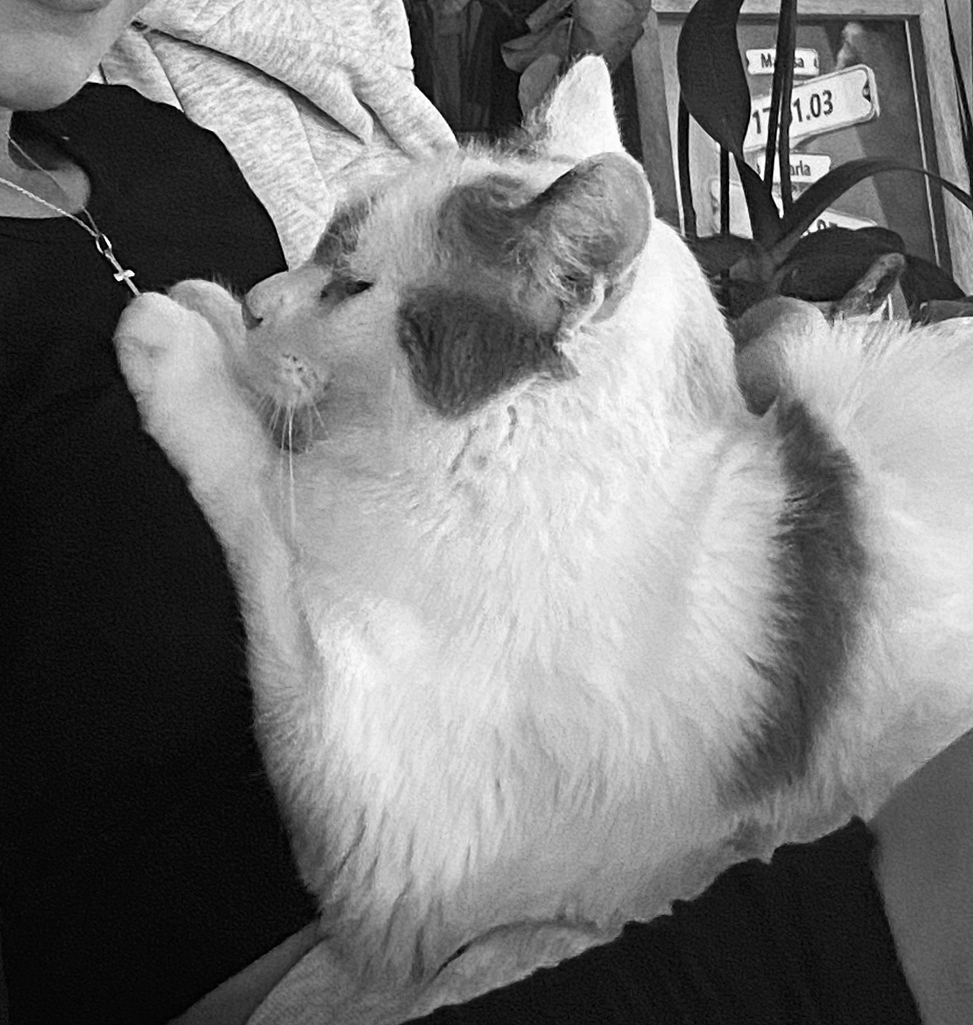 Mango a rejoint le concours — aidez-le/la à gagner de superbes lots ! black_and_white, canidae, carnivore, cat, comfort, companion_dog, dog_breed, domestic_short_haired_cat, felidae, fur, gesture, grey, human_leg, monochrome, monochrome_photography, small_to_medium_sized_cats, snout, style, whiskers, white