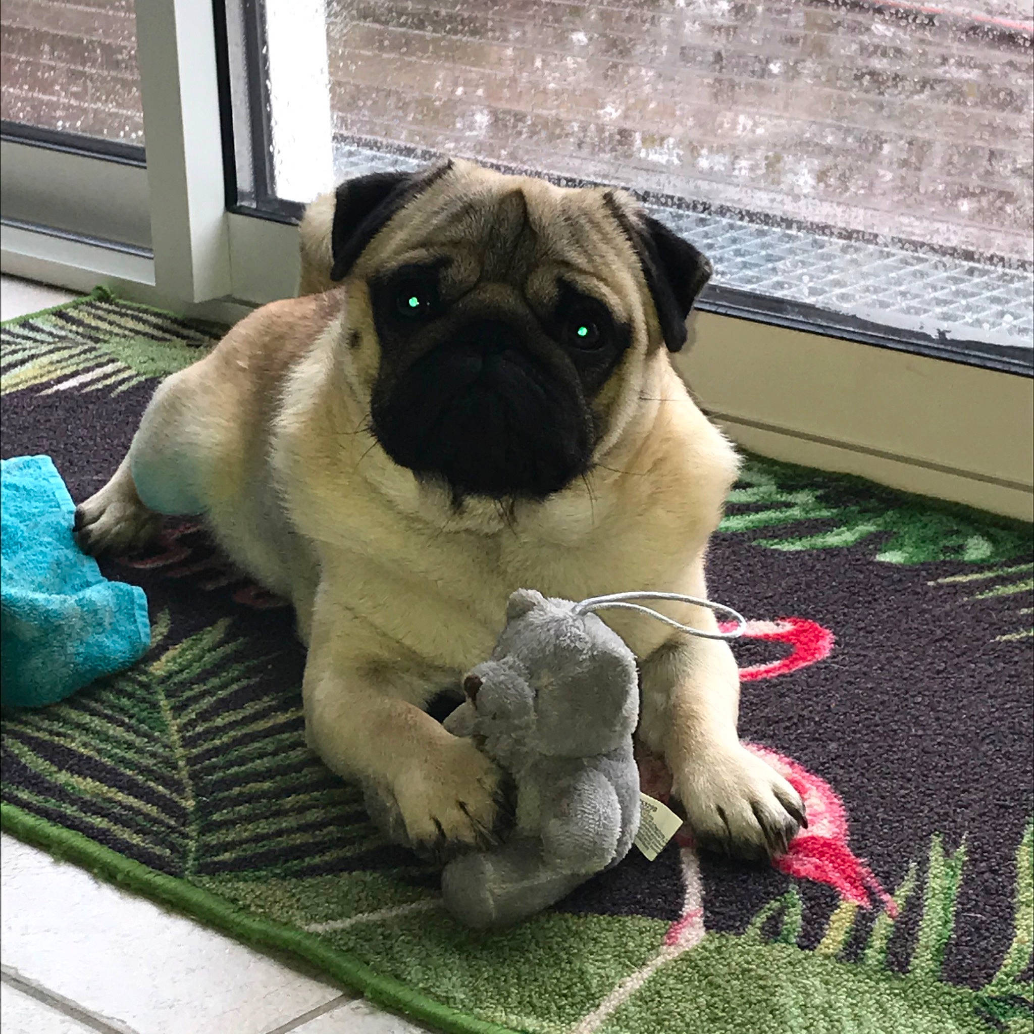 Oslo a rejoint le concours — aidez-le/la à gagner de superbes lots ! ancient_dog_breeds, bullmastiff, canidae, carnivore, companion_dog, dog, dog_breed, fawn, mammal, pug, puppy, snout, sporting_group, toy_dog, vertebrate, wrinkle