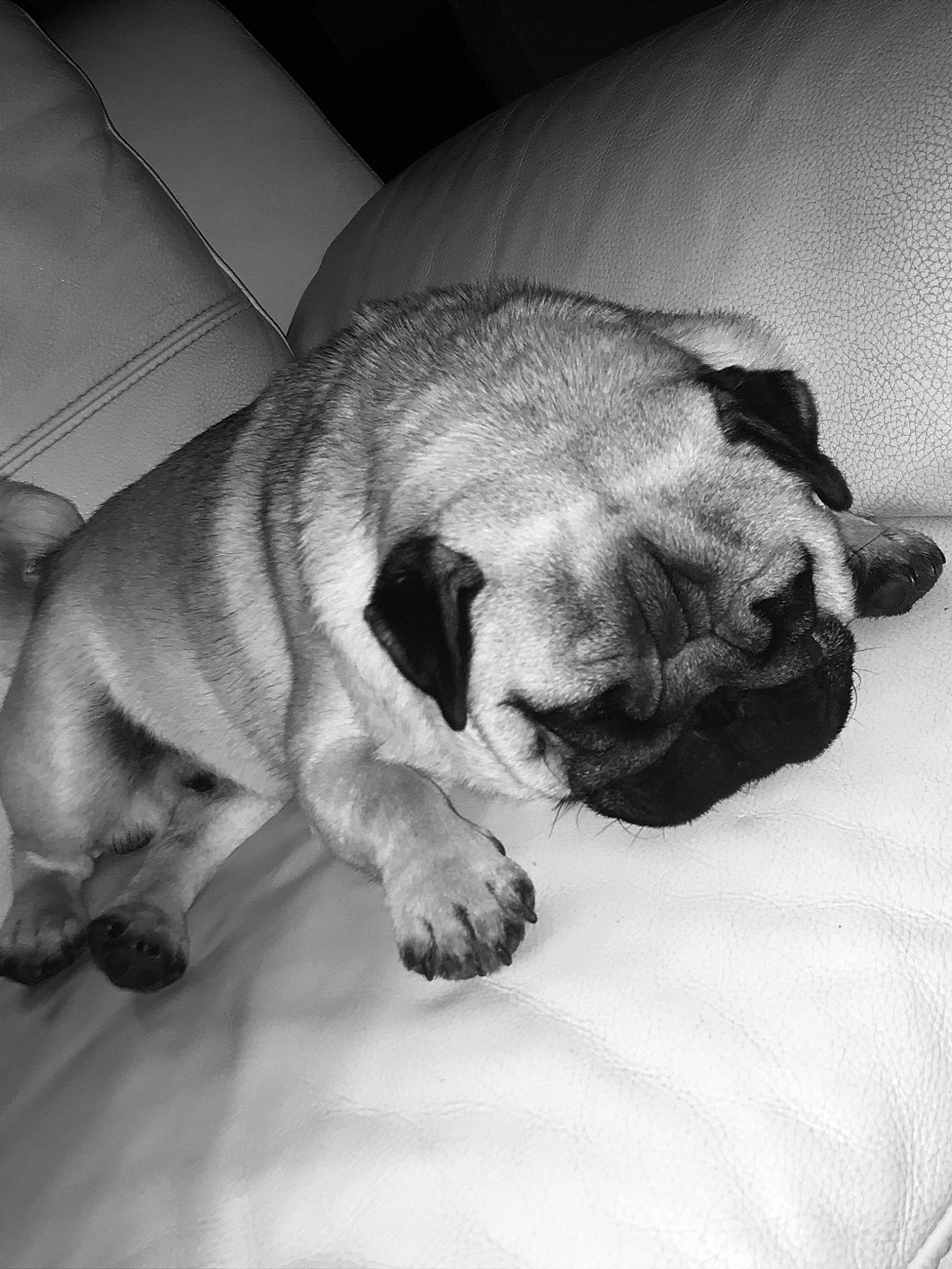 Oslo a rejoint le concours — aidez-le/la à gagner de superbes lots ! bullmastiff, canidae, carnivore, companion_dog, dog, dog_breed, english_mastiff, fawn, mammal, nap, pug, puggle, puppy, puppy_love, skin, snout, toy_dog, vertebrate, wrinkle