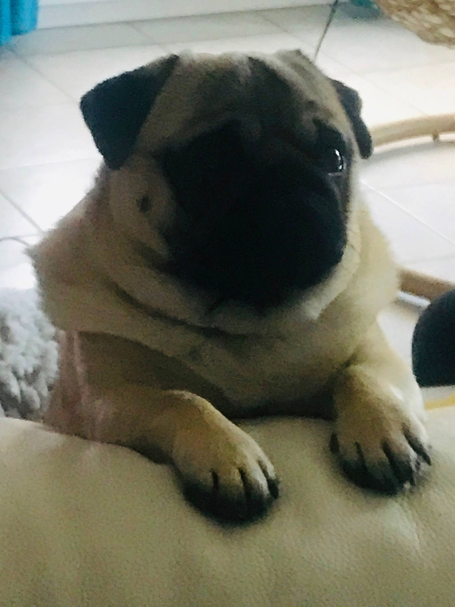 Oslo a rejoint le concours — aidez-le/la à gagner de superbes lots ! canidae, carnivore, companion_dog, dog, dog_breed, fawn, mammal, non_sporting_group, pug, puppy, puppy_love, skin, snout, sporting_group, toy_dog, vertebrate, wrinkle