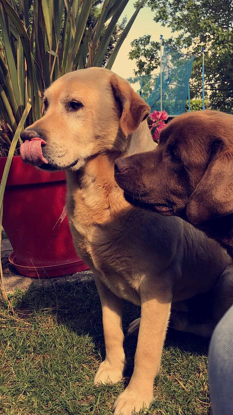 Helia a rejoint le concours — aidez-le/la à gagner de superbes lots ! carnivoran, dog, dog_breed, dog_breed_group, dog_like_mammal, labrador_retriever, person, puppy, retriever, snout, sporting_group, whiskers