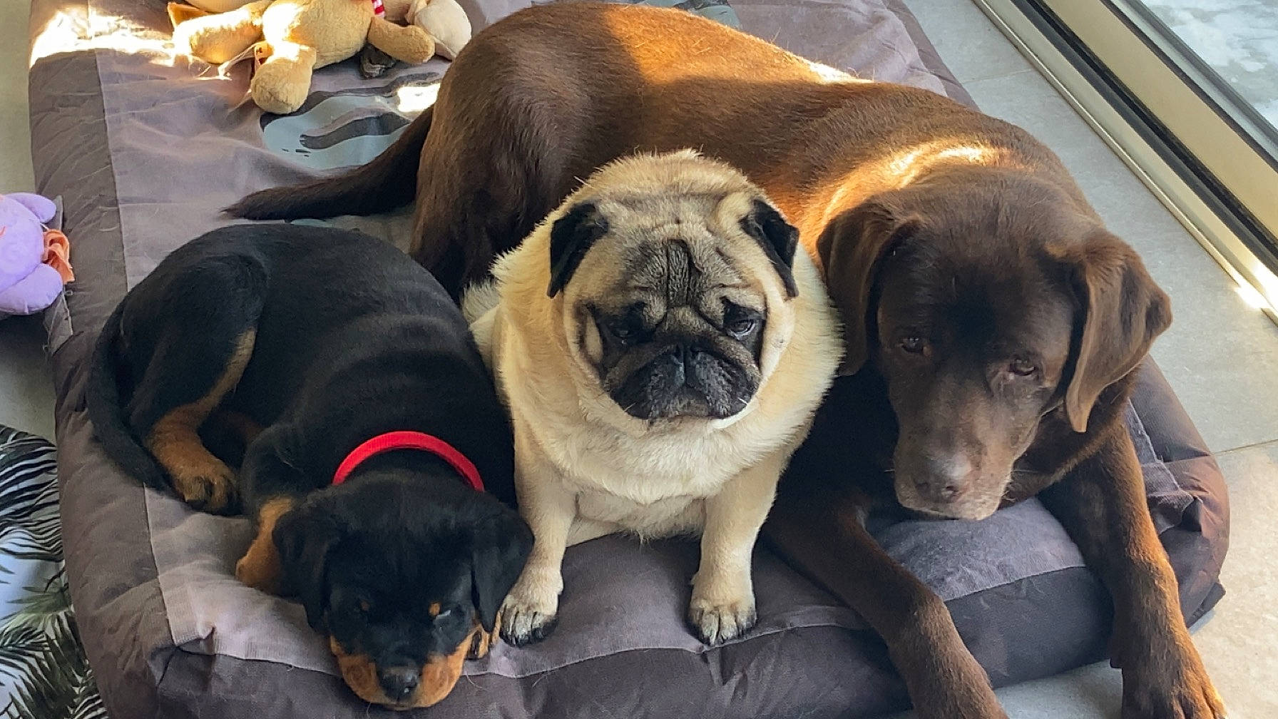 Uzy participe au concours pour gagner de l'argent avec cette photo : canidae, carnivore, collar, comfort, companion_dog, dog, dog_breed, dog_supply, fawn, guard_dog, molosser, paw, pug, snout, sporting_group, terrestrial_animal, toy_dog, whiskers, working_animal, wrinkle