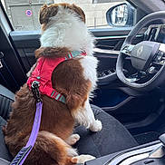 Winnie a rejoint le concours — aidez-le/la à gagner de superbes lots ! dog, pet, car_interior, leash, harness, seat, window, side_mirror, steering_wheel, dashboard, urban, building, door_panel, furry, sitting, brown_and_white, restraint, vehicle, passenger_seat, city