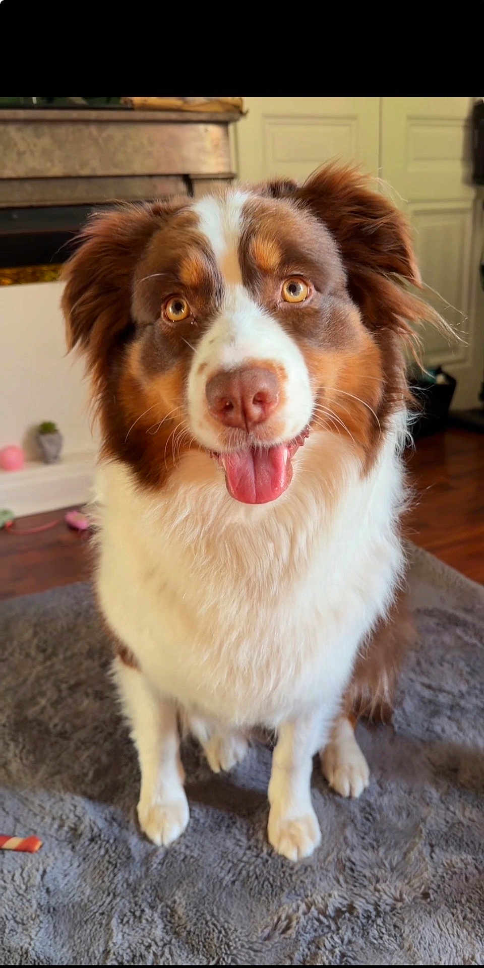 Winnie participe au concours pour gagner de l'argent avec cette photo : dog, pet, animal, australian_shepherd, indoor, fur, tongue_out, brown, white, happy, cute, canine, sitting, face, ears, eyes, floor, rug, home, wooden_floor