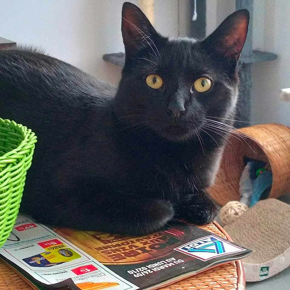 Thanos a rejoint le concours — aidez-le/la à gagner de superbes lots ! abyssinian, advertisement, animal, basket, blackcat, book, cat, couch, egyptiancat, furniture, kitten, manx, person, pet, plant, poster, pottedplant, publication, reading, text