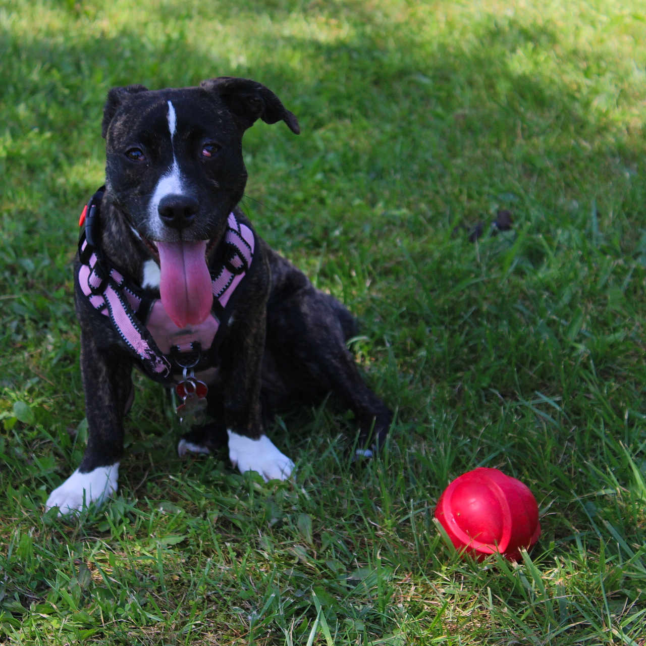 Mochi joined the competition — help win amazing prizes! accessories, animal, ball, bulldog, canine, cricket, cricketball, dog, football, grass, labradorretriever, lawn, pet, plant, pointer, puppy, soccer, sphere, sport, strap