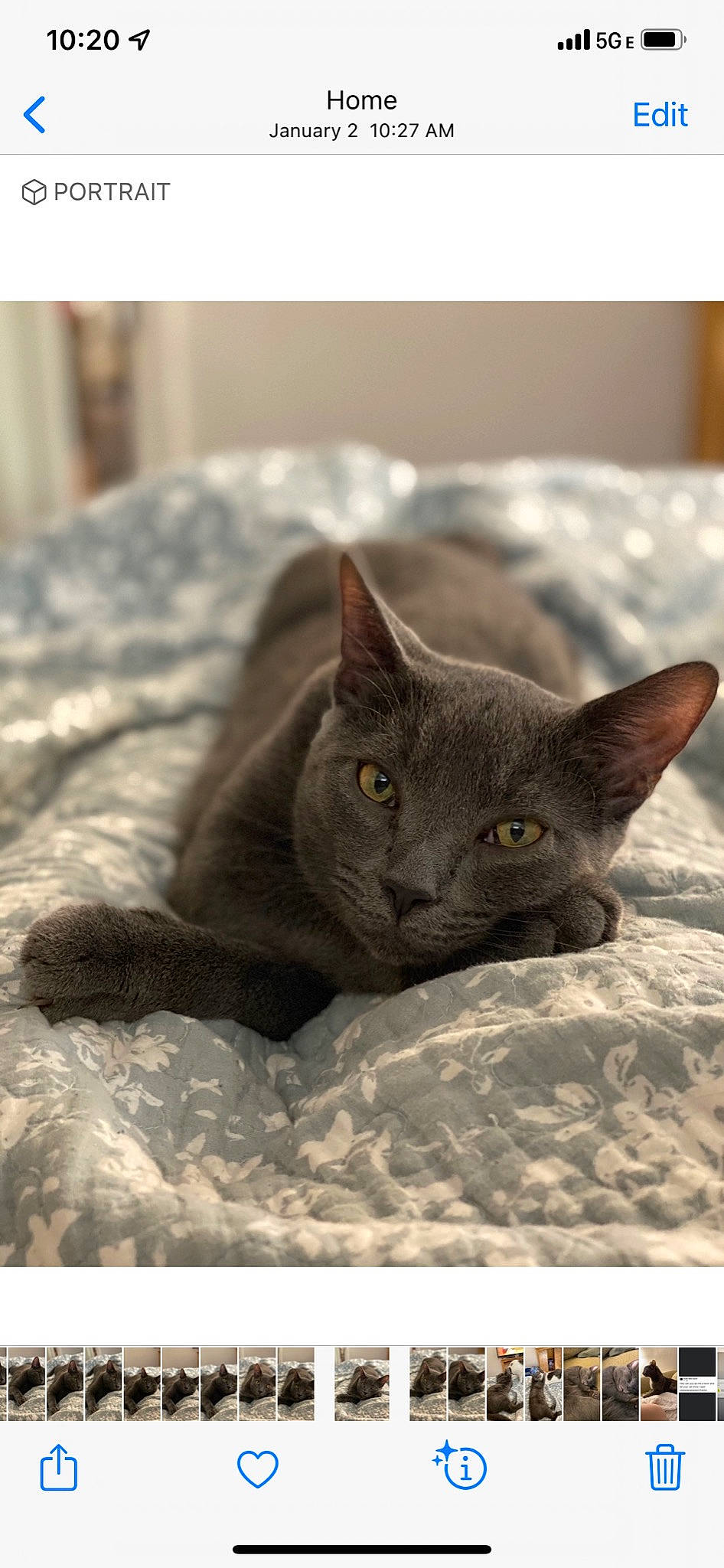 Gus Gus is registered to the contest to win money with this photo: carnivore, cat, comfort, domestic_short_haired_cat, felidae, fur, grey, russian_blue, small_to_medium_sized_cats, snout, whiskers