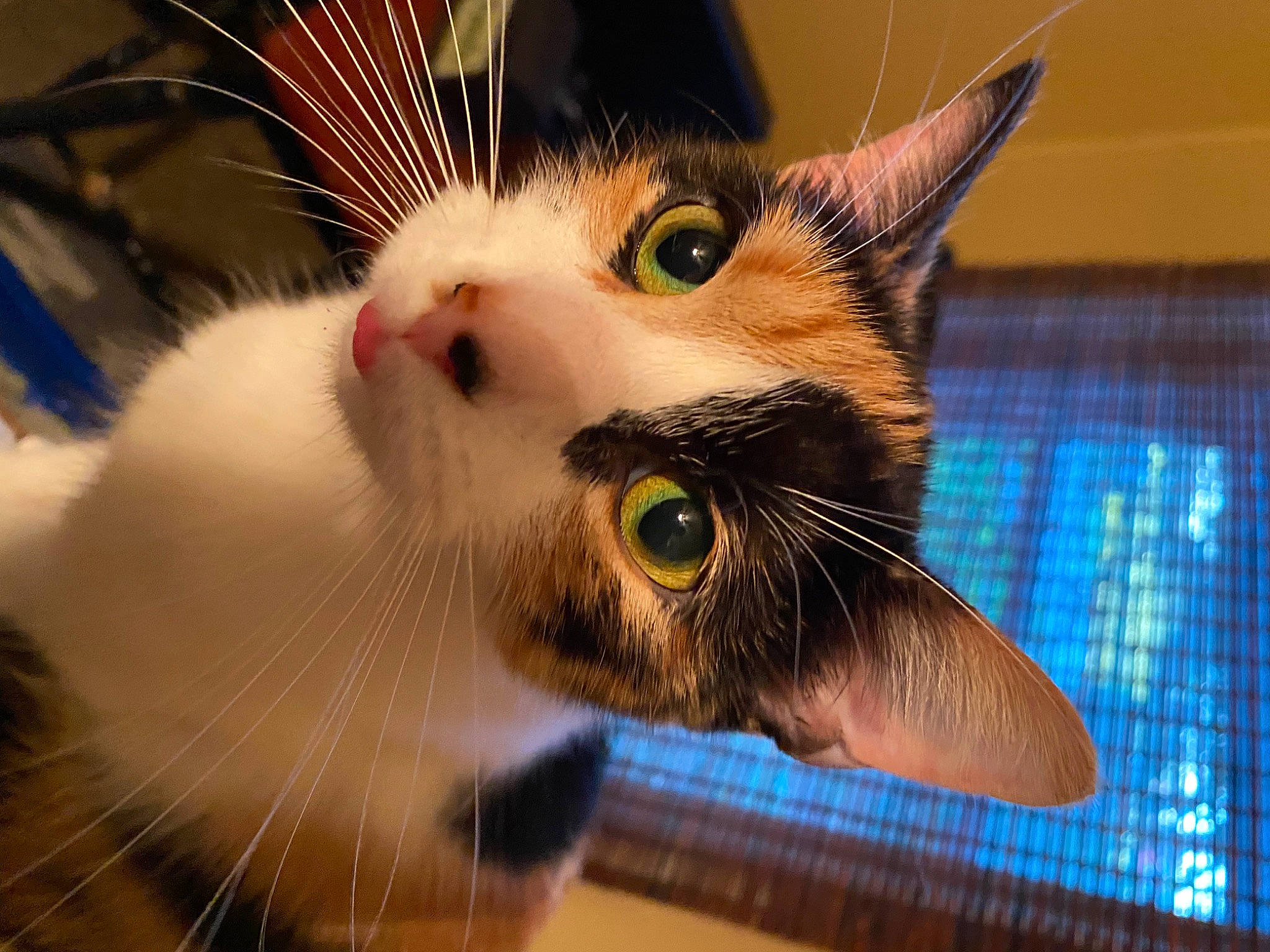 Cinnamon is registered to the contest to win money with this photo: carnivore, cat, curious, domestic_short_haired_cat, fawn, felidae, fur, iris, paw, small_to_medium_sized_cats, snout, whiskers, window