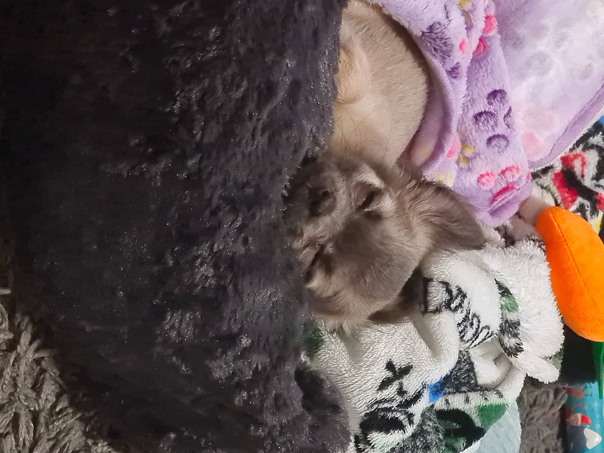 Odie is registered to the contest to win money with this photo: canidae, companion_dog, fawn, felidae, fur, hat, linens, nap, small_to_medium_sized_cats, tail, toy, visual_arts, whiskers, wool