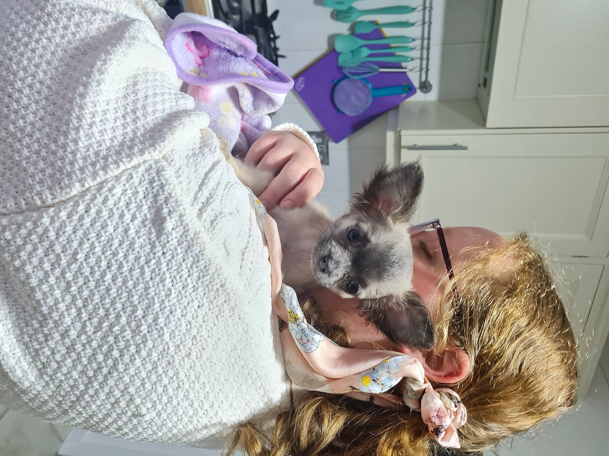 Odie is registered to the contest to win money with this photo: denim, dog_breed, ear, fawn, felidae, finger, fur, gesture, marsupial, nail, pattern, rabbit, rabbits_and_hares, sleeve, whiskers, wildlife_biologist, wool, woolen, working_animal, woven_fabric