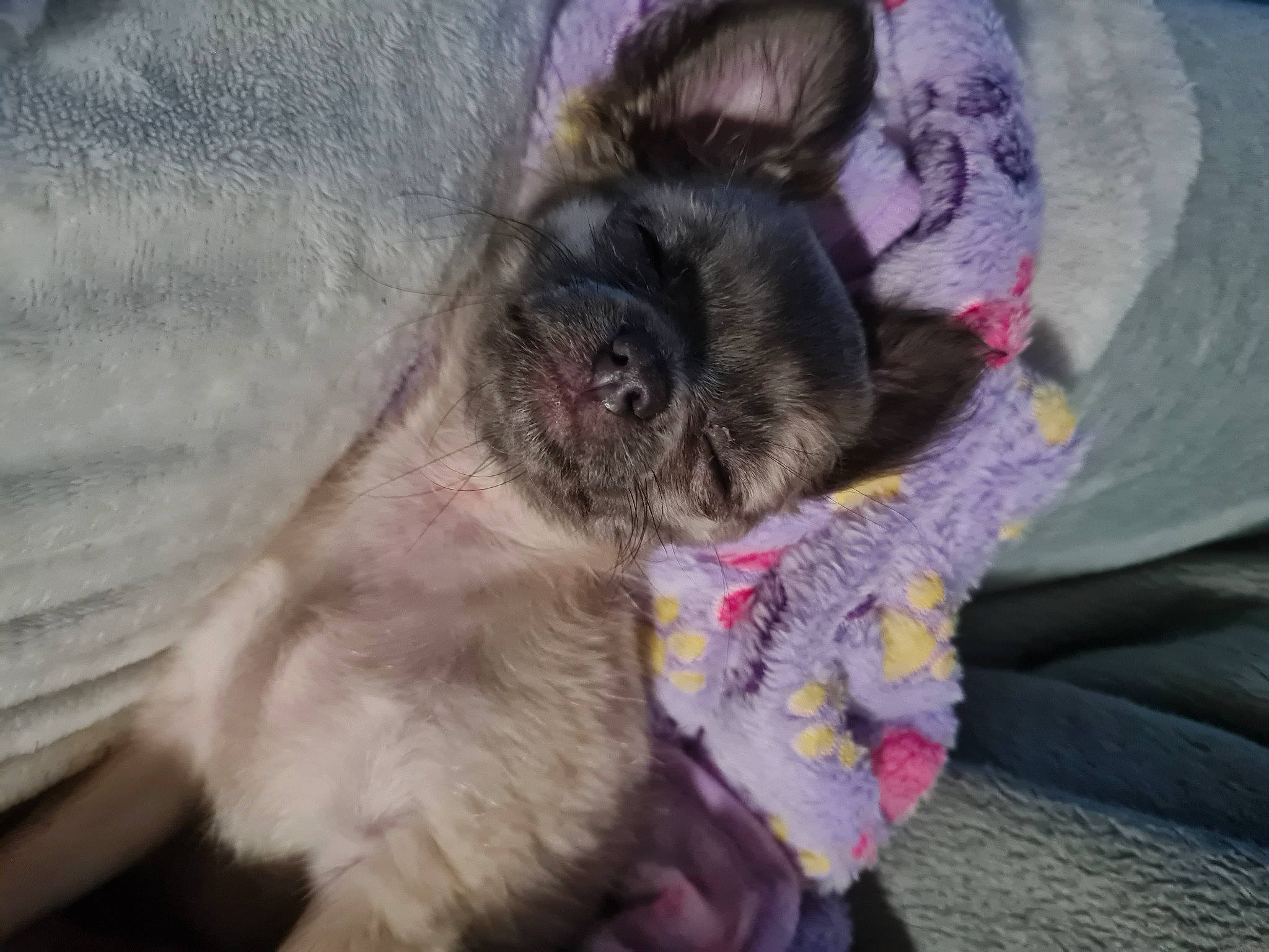 Odie joined the competition — help win amazing prizes! canidae, carnivore, claw, collar, comfort, companion_dog, dog, dog_breed, fawn, felidae, fur, liver, nap, paw, small_to_medium_sized_cats, snout, sporting_group, terrestrial_animal, whiskers, working_animal