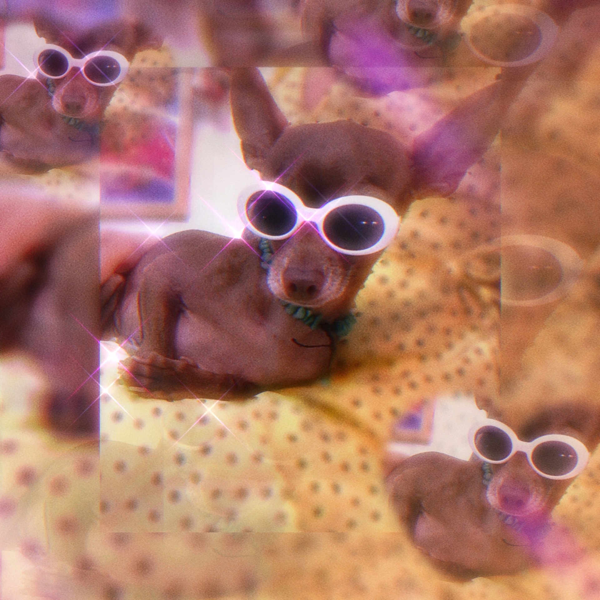 Don Julio a rejoint le concours — aidez-le/la à gagner de superbes lots ! eyewear, fashion_accessory, fawn, fur, goggles, jewellery, magenta, metal, organism, pattern, personal_protective_equipment, pink, purple, snout, still_life_photography, sunglasses, vertebrate, vision_care, visual_arts, wildlife