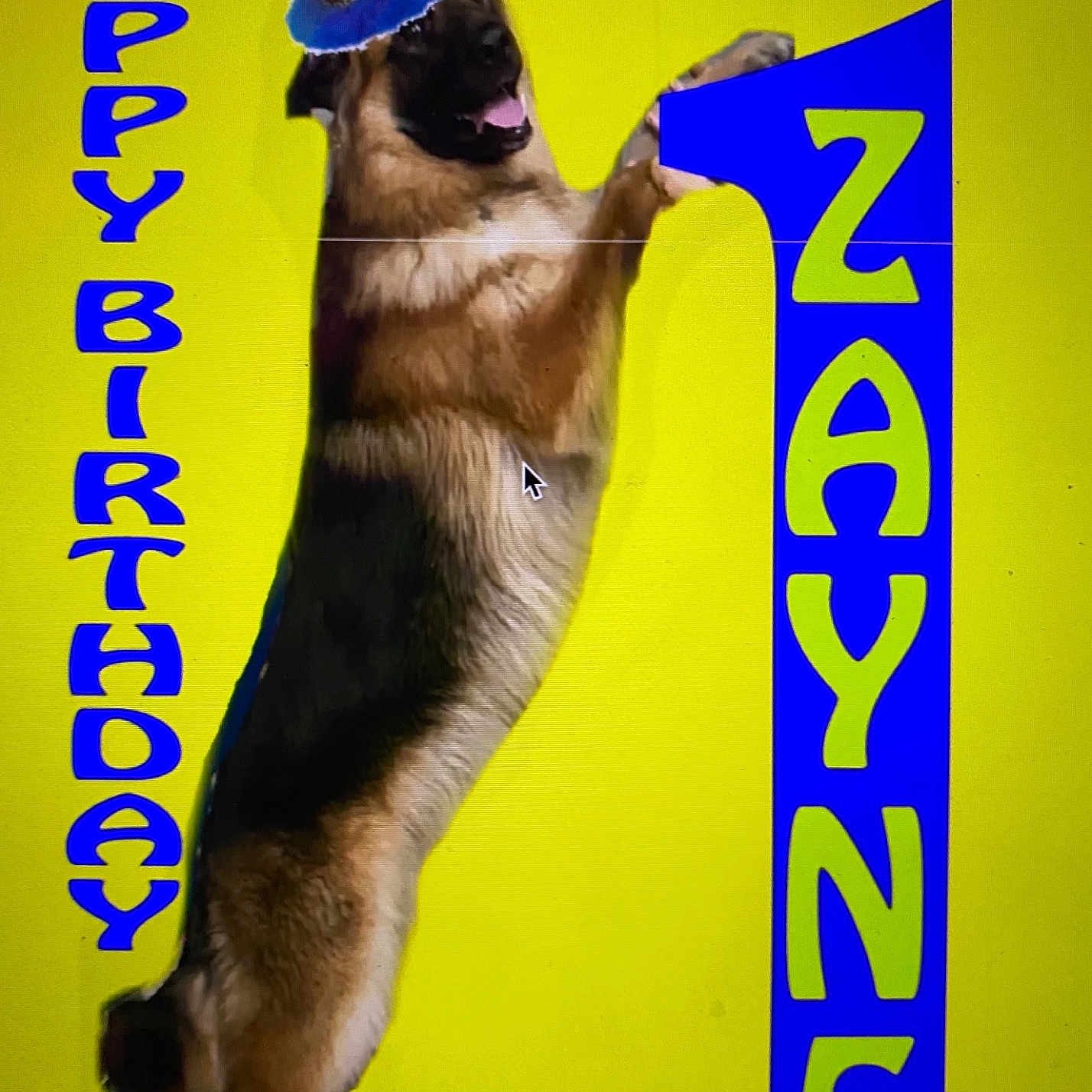 Zayne is registered to the contest to win money with this photo: carnivore, cat, dog_breed, electric_blue, fawn, felidae, fish, font, fur, happy, organism, paw, pet_supply, photo_caption, poster, rectangle, small_to_medium_sized_cats, snout, tail, whiskers