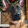dog, german_shepherd, pet, animal, christmas_tree, ornaments, holiday, indoor, portrait, fur, ears, collar, cute, canine, festive, decoration, background, closeup, mammal, domestic_animal