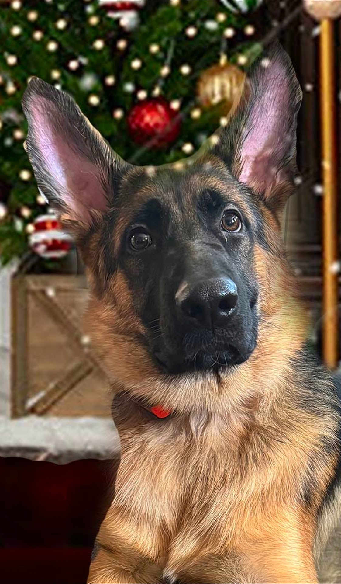 Maya is registered to the contest to win money with this photo: dog, german_shepherd, pet, animal, christmas_tree, ornaments, holiday, indoor, portrait, fur, ears, collar, cute, canine, festive, decoration, background, closeup, mammal, domestic_animal
