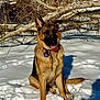 Maya is registered to the contest to win money with this photo: dog, german_shepherd, snow, outdoor, animal, pet, winter, nature, trees, branches, canine, fur, collar, tongue, sitting, sunlight, shadow, forest, cold, playful