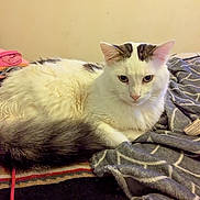 Ophi joined the competition — help win amazing prizes! cat, white_cat, fluffy, indoor, blanket, patterned_blanket, resting, fur, pet, animal, cozy, household, furniture, portrait, relaxed, ears, tail, pink_nose, wall, framed_photos