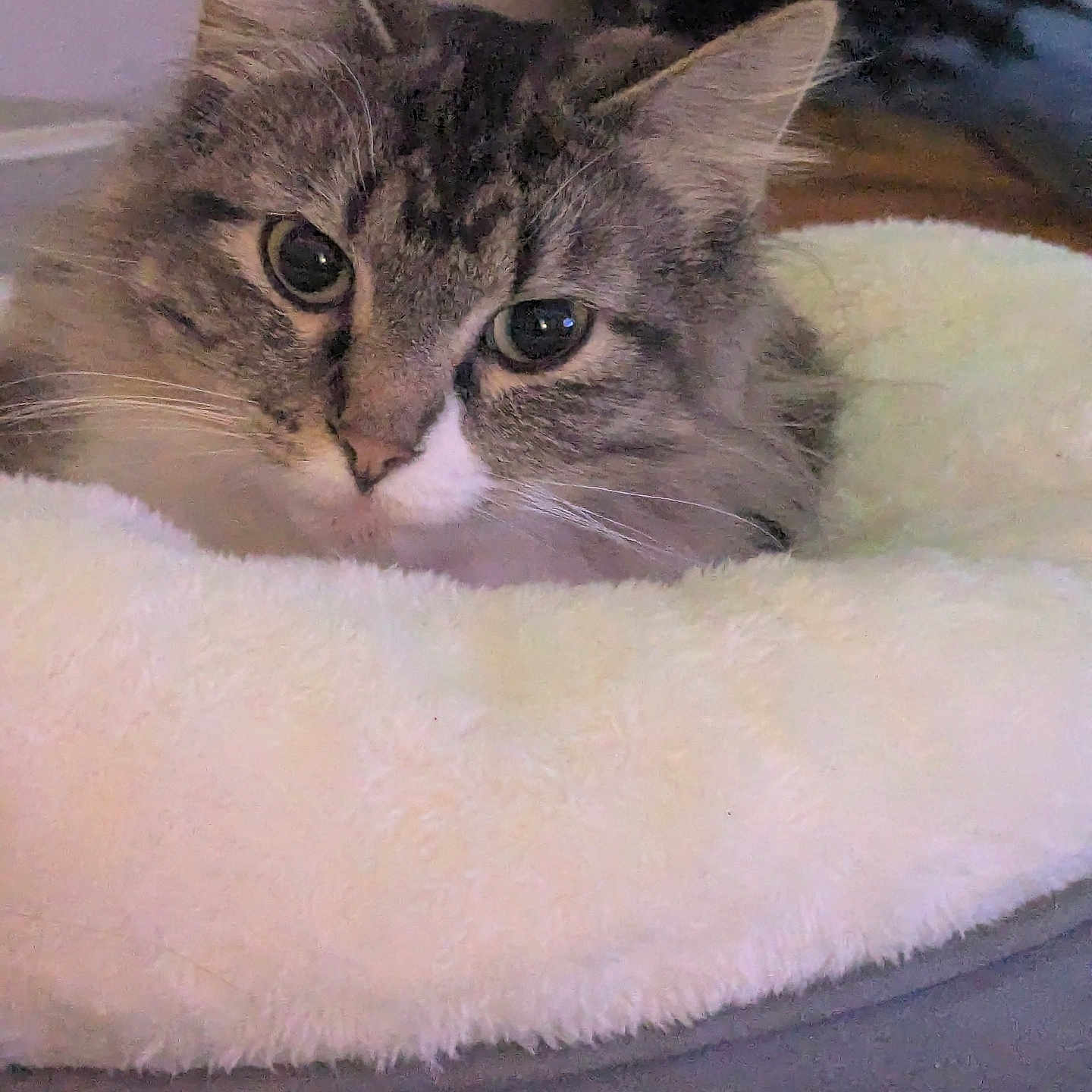 Yomi is registered to the contest to win money with this photo: bed, blanket, cat, close_up, cozy, ear, eyes, face, feline, fur, home, indoor, nose, pet, pet_bed, portrait, relaxing, soft_texture, tabby_cat, whiskers