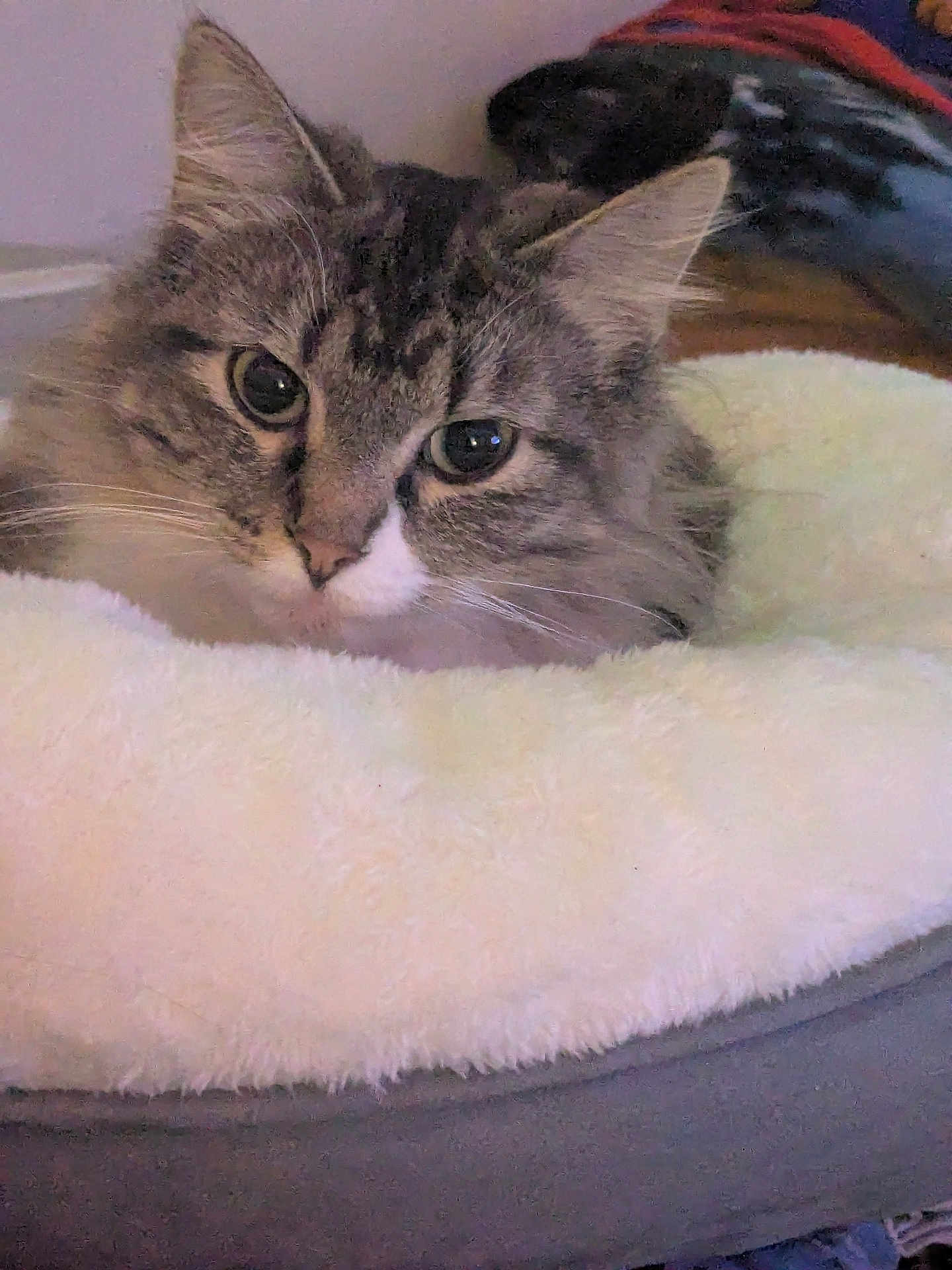 Yomi is registered to the contest to win money with this photo: cat, tabby_cat, feline, pet, face, eyes, whiskers, fur, ear, nose, bed, pet_bed, soft_texture, close_up, portrait, indoor, cozy, relaxing, home, blanket