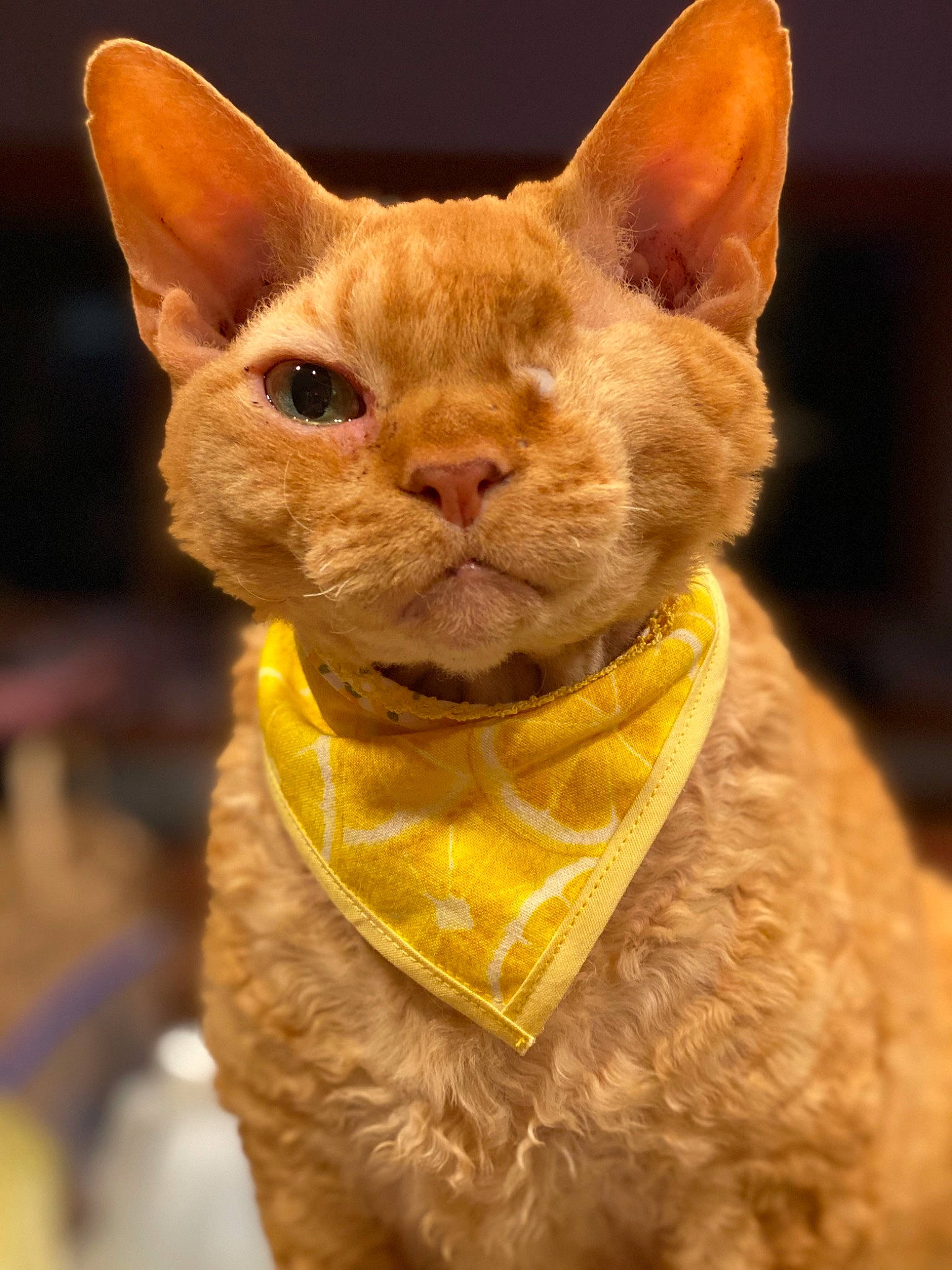 Willy joined the competition — help win amazing prizes! brown, carnivore, cat, fawn, felidae, fur, liver, orange, peach, skin, small_to_medium_sized_cats, snout, terrestrial_animal, vertebrate, whiskers, yellow