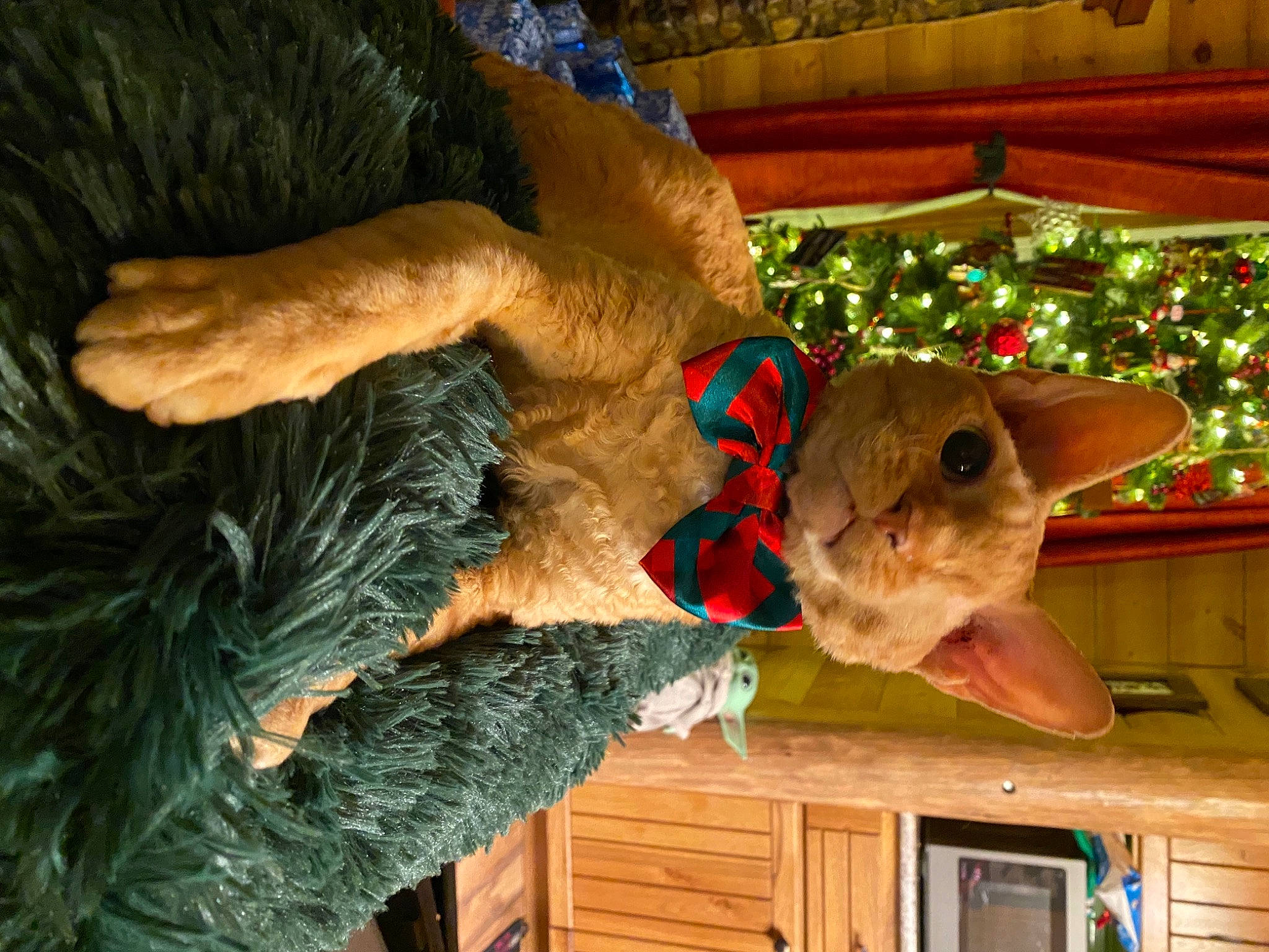 Willy joined the competition — help win amazing prizes! cat, christmas, christmas_decoration, christmas_eve, christmas_ornament, christmas_tree, conifer, door, felidae, fictional_character, fur, holiday, holiday_ornament, interior_design, small_to_medium_sized_cats, snout, stuffed_toy, toy, whiskers, wood_stain