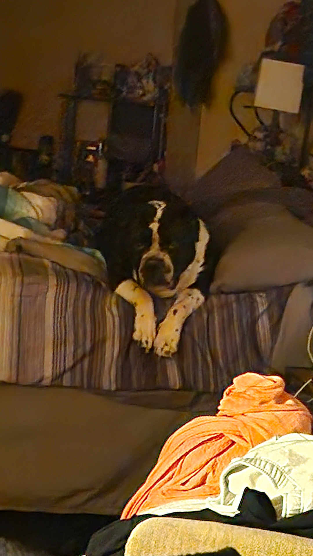 Zeus joined the competition — help win amazing prizes! dog, bed, blanket, pillow, living_room, striped_bedspread, paws, black_and_white, fur, lying_down, sleepy, indoor, lamp, shelf, clutter, towel, clothes, cozy, pet, resting