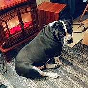 Zeus is registered to the contest to win money with this photo: dog, sitting, indoor, carpet, fireplace, figurine, statue, black_and_white, pet, looking_back, paw, slipper, cardboard_box, furniture, home_decor, cozy, room, heater, floor, relaxed