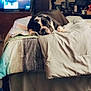Zeus is registered to the contest to win money with this photo: dog, bulldog, pet, bed, blanket, comforter, bedroom, tv, television, dresser, nightstand, mug, furniture, indoor, sleeping, relaxing, cozy, carpet, decor, portrait