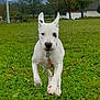 dog, white_dog, running, grass, outdoor, field, greenery, tree, cloudy_sky, playful, pet, canine, collar, leash, nature, animal, energetic, ears_up, grass_field, daytime