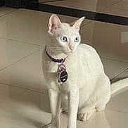 Selina joined the competition — help win amazing prizes! cat, white_cat, blue_eyes, collar, indoor, floor, tile_floor, pet, animal, sitting, curious, fur, tag, purple_collar, domestic_cat, whiskers, ears, four_legs, tail, reflection