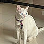 cat, white_cat, blue_eyes, collar, indoor, floor, tile_floor, pet, animal, sitting, curious, fur, tag, purple_collar, domestic_cat, whiskers, ears, four_legs, tail, reflection